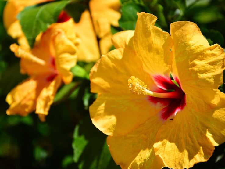 Leuchtend gelbe Hibiskusblüten mit roten Zentren und grünen Blättern im Hintergrund im Sonnenlicht.