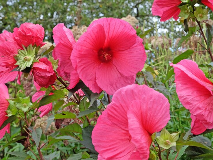 Leuchtend pinke Hibiskusblüten in voller Blüte, umgeben von grünen Blättern und weiteren Blütenknospen. | © Shutterstock/Alex Manders