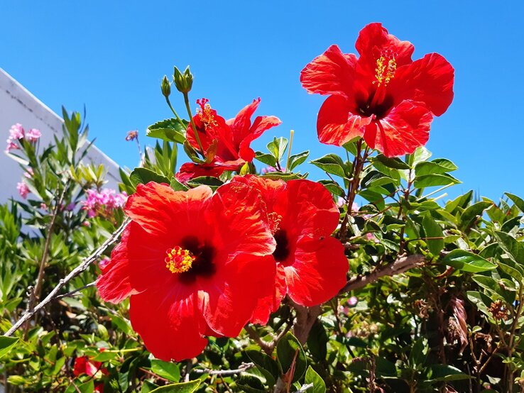 Strahlend rote Hibiskusblüten vor einem klaren blauen Himmel, umgeben von grünen Blättern und Zweigen. | © Shutterstock/Olga S photography