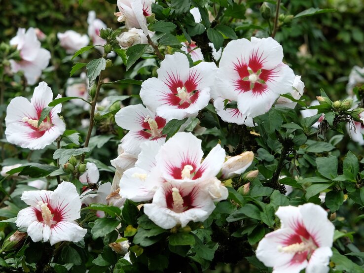 Weiße Hibiskusblüten mit rotem Zentrum inmitten von grünen Blättern in einem üppigen Garten. | © Shutterstock/Alex Manders