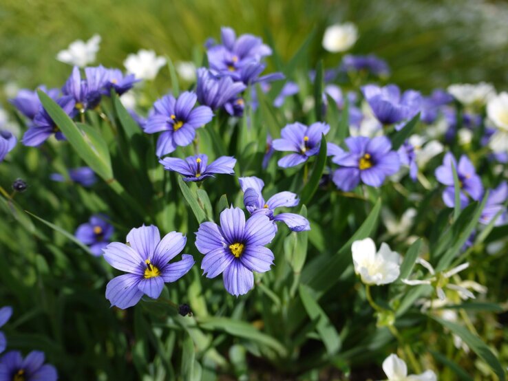 Nahaufnahme von leuchtend violetten Blumen mit gelben Staubgefäßen, umgeben von grünen Blättern und vereinzelten weißen Blüten im Hintergrund.