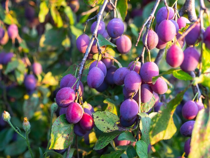 Reife violette Pflaumen hängen an Zweigen im warmen Sonnenlicht, umgeben von grün-gelblichen Blättern mit leichten Flecken.