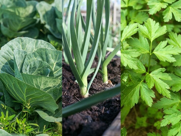 Grüne Kohlköpfe, frische Lauchzwiebeln in dunkler Erde und buschige Sellerieblätter wachsen nebeneinander im Garten.