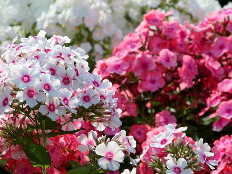 Weiße und rosa Phlox-Blüten mit roten Zentren blühen üppig in der Sonne, umgeben von weiteren pinken Blüten im Hintergrund.