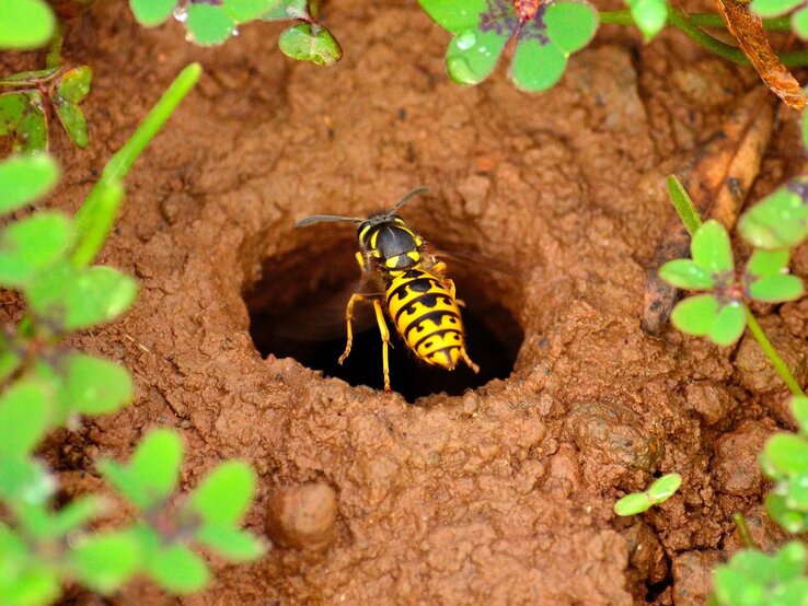 Eine Wespe krabbelt in ein Erdloch, umgeben von grünem Klee auf feuchtem, braunem Boden.