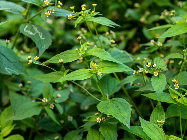 Grüne Pflanzen mit kleinen, gelben Blüten und gezackten Blättern wachsen dicht im natürlichen Umfeld.