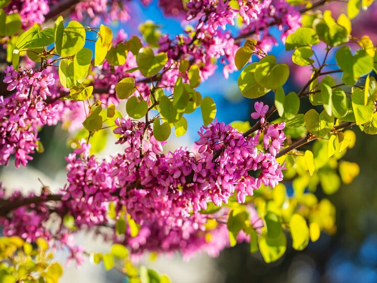 Zweig eines Judasbaums mit leuchtend pinken Blüten und grünen Blättern vor blauem Himmel im Sonnenlicht.