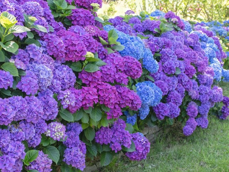 Üppige Hortensien in kräftigem Blau, Lila und Violett blühen dicht nebeneinander in einem sonnigen Garten.