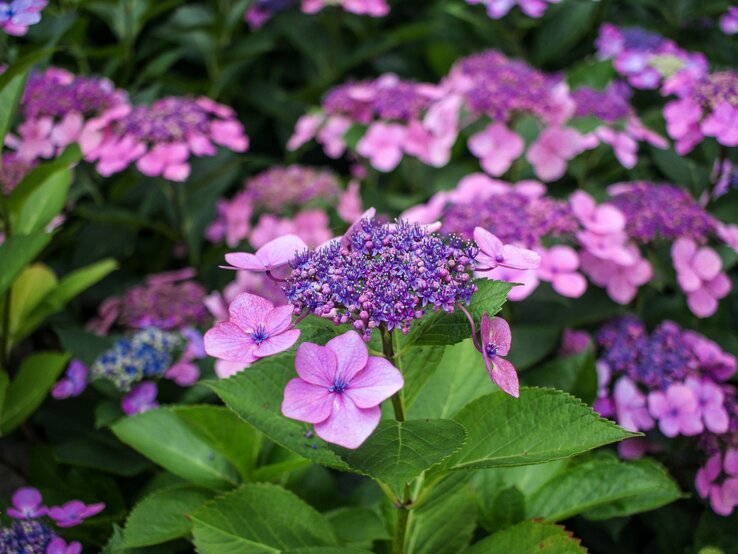 Nahaufnahme einer violetten Hortensie mit zarten Blütenblättern und kräftigem grünen Laub im sommerlichen Garten.