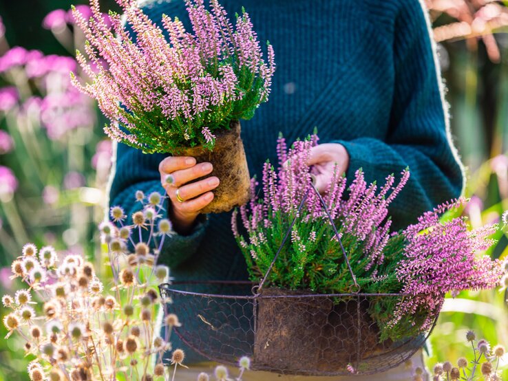 Nahaufnahme einer Person in Strickpullover, die rosa Heidekraut in einem Korb und in der Hand hält, vor einem blühenden Gartenhintergrund.