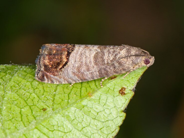 Brauner Falter mit gemusterten Flügeln und roten Augen sitzt ruhig auf der Spitze eines grünen Blattes vor dunklem Hintergrund. | © Shutterstock/Tomasz Klejdysz