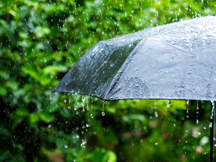 Nahaufnahme eines nassen schwarzen Schirms im Regen, mit Tropfen, die am Rand entlang abfließen, vor grünem Blätterhintergrund.