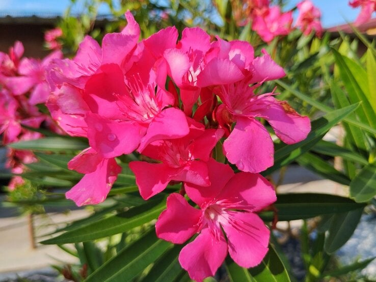 Nahaufnahme von pinkfarbenen Oleanderblüten mit scharfen grünen Blättern vor unscharfem Hintergrund bei Sonnenschein.