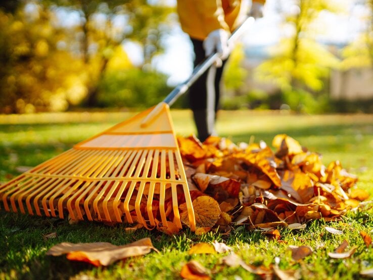 Person in gelber Jacke harkt mit orangem Rechen bunte Herbstblätter auf einer sonnigen Wiese zusammen.