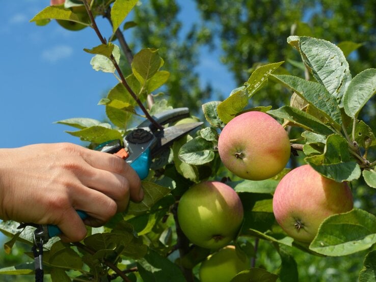 Nahaufnahme einer Hand, die mit einer blauen Gartenschere einen Zweig mit reifen, rot-grünen Äpfeln schneidet.