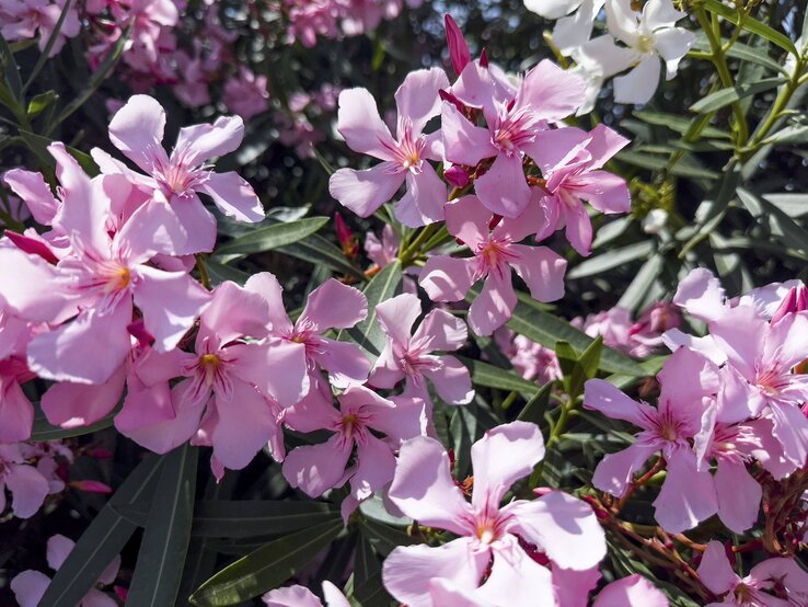 Zartrosa Oleanderblüten in voller Blüte, umgeben von dunkelgrünen Blättern unter hellem Sonnenlicht.