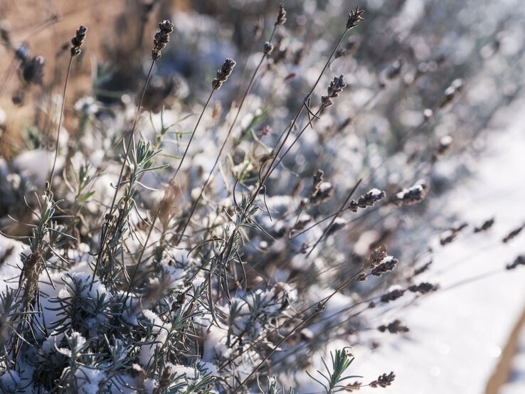 Vereiste Lavendelstängel mit zarten Schneeresten in winterlicher Natur im Sonnenlicht, unscharfer Hintergrund.