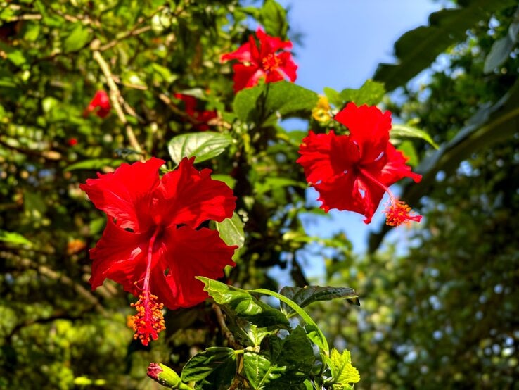 Das Bild zeigt wunderschöne, leuchtend rote Hibiskusblüten im Sonnenlicht, umgeben von sattem, grünem Laub.