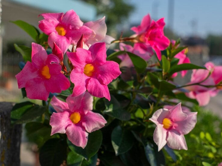 Pinke Dipladenia-Blüten mit gelbem Zentrum blühen in der Sonne vor unscharfem Hintergrund und grünem Laub.