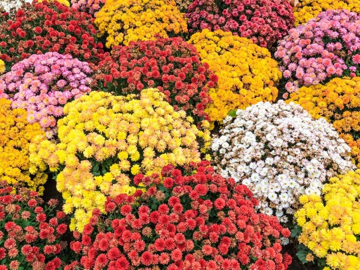 Bunte Chrysanthemenbüsche in Rot, Gelb, Rosa und Weiß dicht beieinander in einer üppigen Blumenlandschaft.