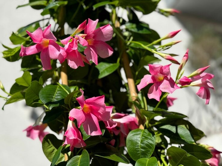 Rosa Mandevilla-Blüten in voller Blüte an einem Bambusgerüst, umgeben von glänzenden, dunkelgrünen Blättern im Sonnenlicht.