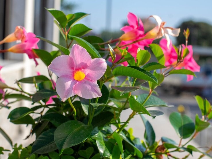 Pinke Dipladenia-Blüten mit gelbem Zentrum blühen in der Sonne vor unscharfem Hintergrund und grünem Laub.