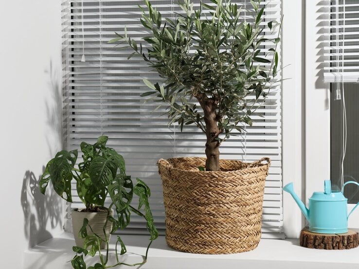 Ein kleiner Olivenbaum in einem Korb und eine Monstera-Pflanze stehen auf einer weißen Fensterbank vor geschlossenen Jalousien.