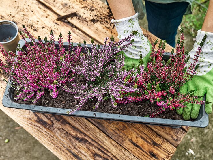 Gärtner mit grünen Handschuhen pflanzt lila und pinke Heidekrautpflanzen in eine graue Pflanzschale auf einem Holztisch. | © Shutterstock/Caterina Trimarchi