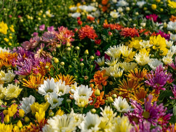 Ein farbenfrohes Beet aus Chrysanthemen in Gelb, Weiß, Orange, Lila und Rosa erblüht unter der Herbstsonne. | © Shutterstock/foto_molka