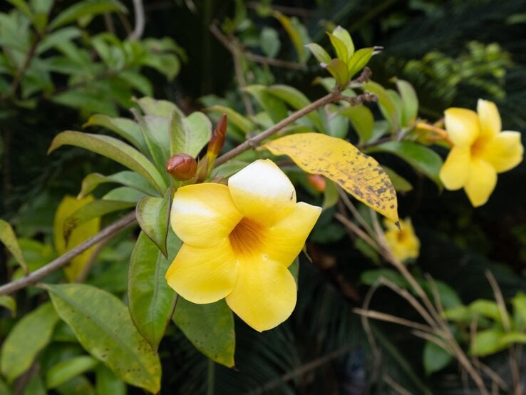 Gelbe Blüte einer Dipladenia mit gelben Blättern und einer Knospe, umgeben von dichten Pflanzen im Hintergrund.