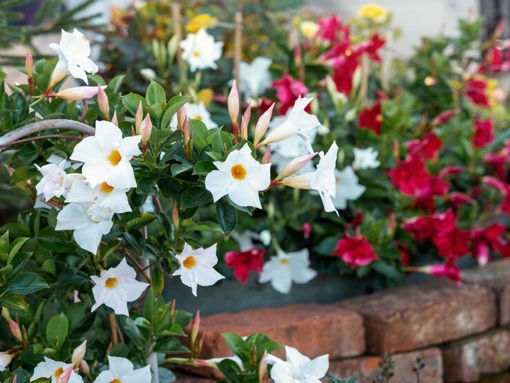 Weiße, trichterförmige Blumen mit gelber Mitte und Knospen blühen vor einem Hintergrund aus roten und grünen Pflanzen in einem Garten.