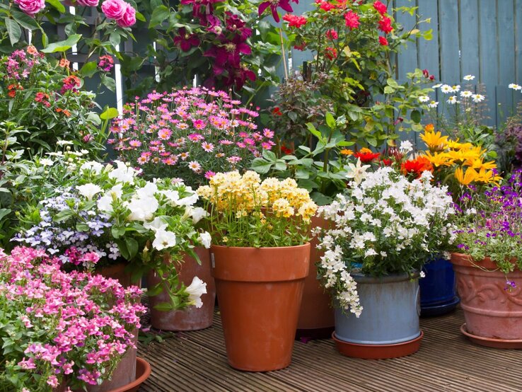 Verschiedene bunte Blumen blühen in Töpfen auf einer Holzterrasse, umgeben von grünen Sträuchern und einem blauen Holzzaun.