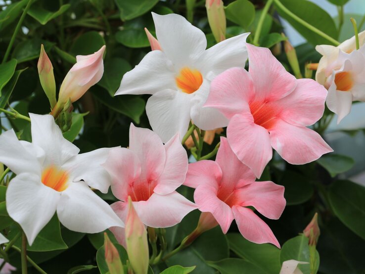 Frische Mandevilla-Blüten in Weiß und Rosa, teils geöffnet, umgeben von grünen Blättern und Knospen.