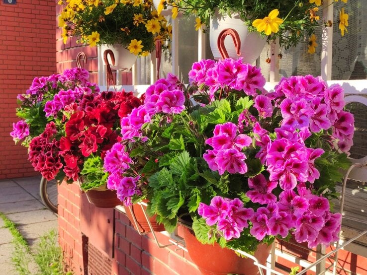 Üppige Blumenkästen mit rosafarbenen und roten Geranien hängen an einer sonnigen Backsteinfassade, dahinter gelbe Blüten im Schatten.