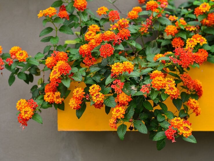 Leuchtend orange und rote Blüten einer Lantana-Pflanze hängen über einen gelben Blumenkasten vor einer grauen Wand.