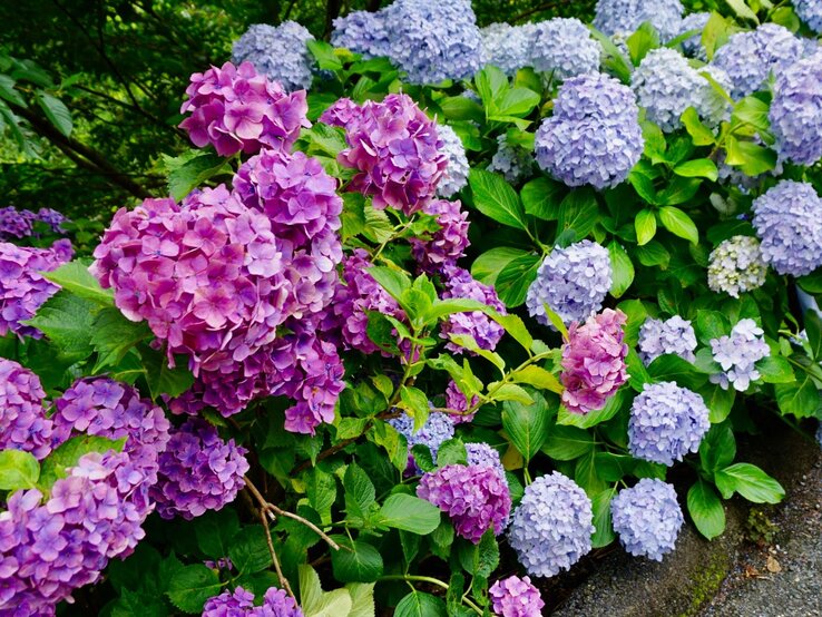 Lila und hellblaue Hortensienblüten blühen üppig in einem grünen Garten, die Farben kontrastieren kräftig mit dem Laub.