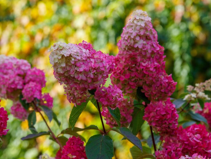 Pinke und weiße Rispenhortensien blühen in einem sonnigen Garten vor einem bunten, herbstlichen Hintergrund. | © Shutterstock/Flower_Garden