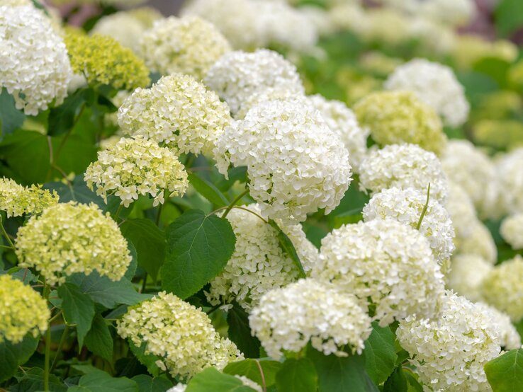 Weiße und hellgrüne Hortensienblüten blühen dicht an dicht in einem sonnigen Garten, umgeben von sattem grünen Laub. | © Shutterstock/Wut_Moppie