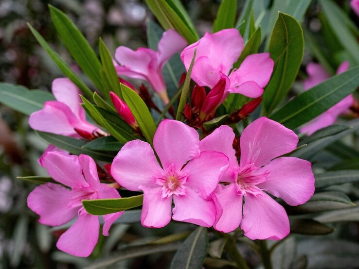 Nahaufnahme von leuchtend pinken Oleanderblüten, umgeben von schmalen, grünen Blättern vor einem unscharfen Hintergrund.