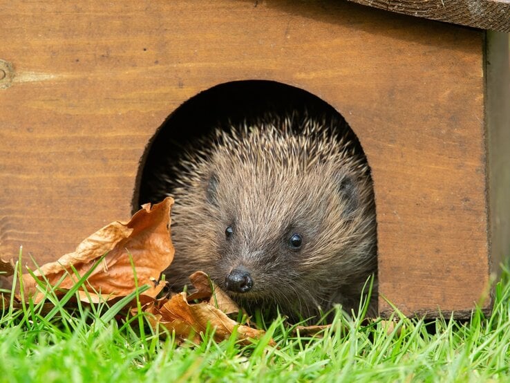 Ein kleiner Igel schaut neugierig aus einem hölzernen Unterschlupf, umgeben von Herbstblättern und grünem Gras.