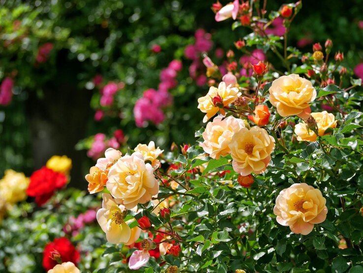 Gelbe und rote Rosen blühen im Sonnenschein in einem üppigen Garten vor einem grünen, unscharfen Hintergrund.