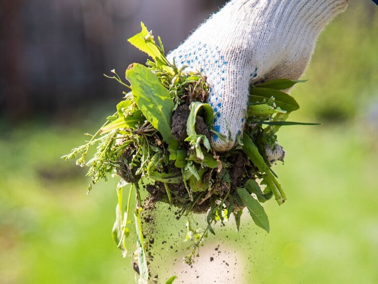 Eine Hand in einem weißen Arbeitshandschuh reißt eine Handvoll Unkraut samt Erde aus dem Boden im Garten.