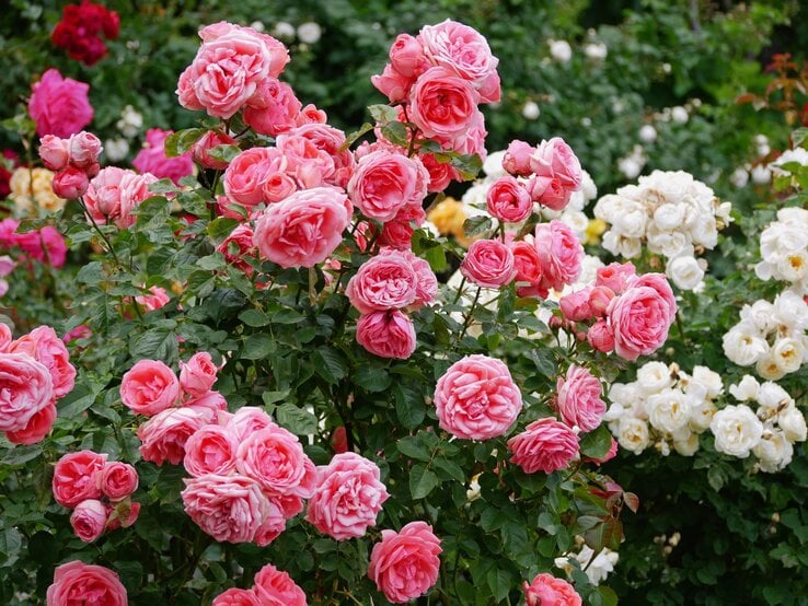 Üppige Büsche voller rosafarbener und weißer Rosen blühen in einem gepflegten Garten.