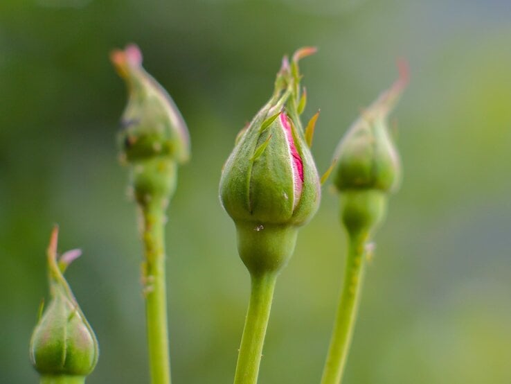 Nahaufnahme mehrerer geschlossener Rosenknospen, bei denen zarte rosa Blütenblätter durchscheinen. | © Shutterstock/Tariq siddiq kohistani