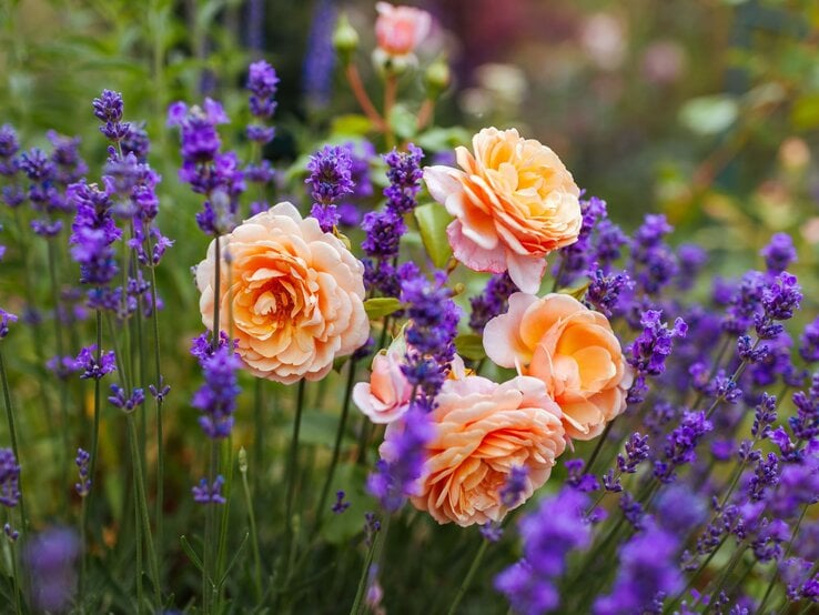 Vier apricotfarbene Rosenblüten stehen zwischen hohen lila Lavendelstängeln in einem sommerlichen Garten.