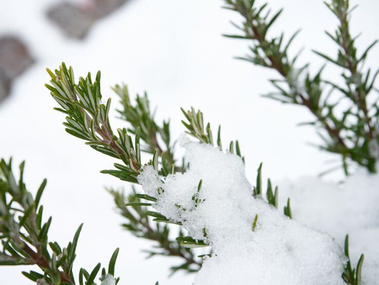 Ein grüner Rosmarinzweig ragt aus einer Schneeschicht heraus, im Hintergrund sind verschwommene graue Steine zu erkennen.