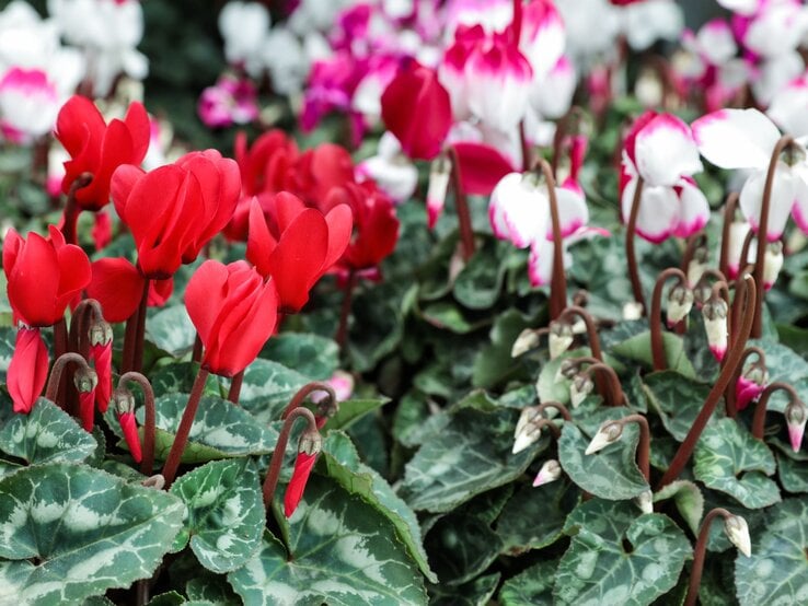 Leuchtend rote und weiße Alpenveilchenblüten mit herzförmigen Blättern auf dunkelgrünem Laub, vereinzelt noch geschlossene Knospen.