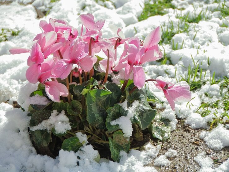 Rosa Blüten eines winterharten Alpenveilchens ragen zwischen schmelzendem Schnee auf feuchtem Boden mit ersten grünen Halmen hervor.