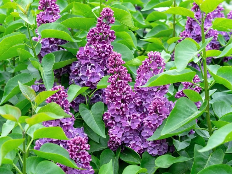 Üppige Fliederblüten in kräftigem Violett umgeben von dichtem, sattem Grün der Blätter an einem Sommertag.