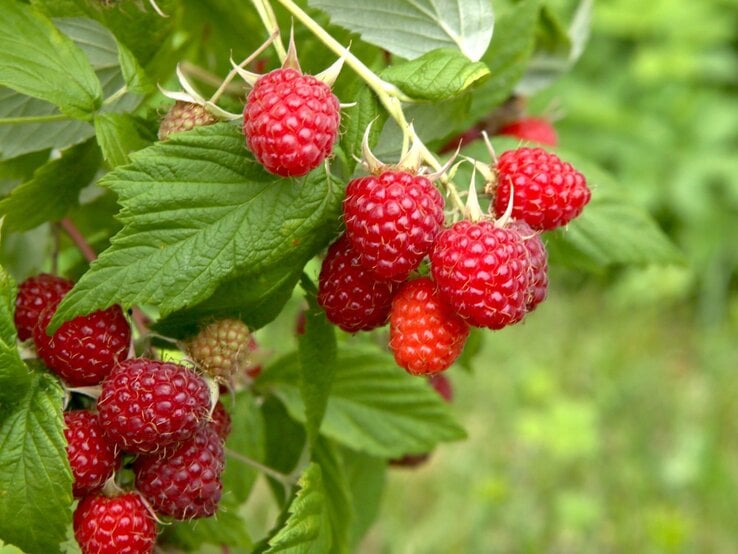 Reife rote Himbeeren hängen an einem Zweig mit grünen Blättern, bereit zur Ernte im Sommergarten.